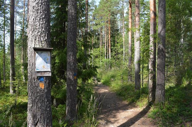 fitness trail in a forest