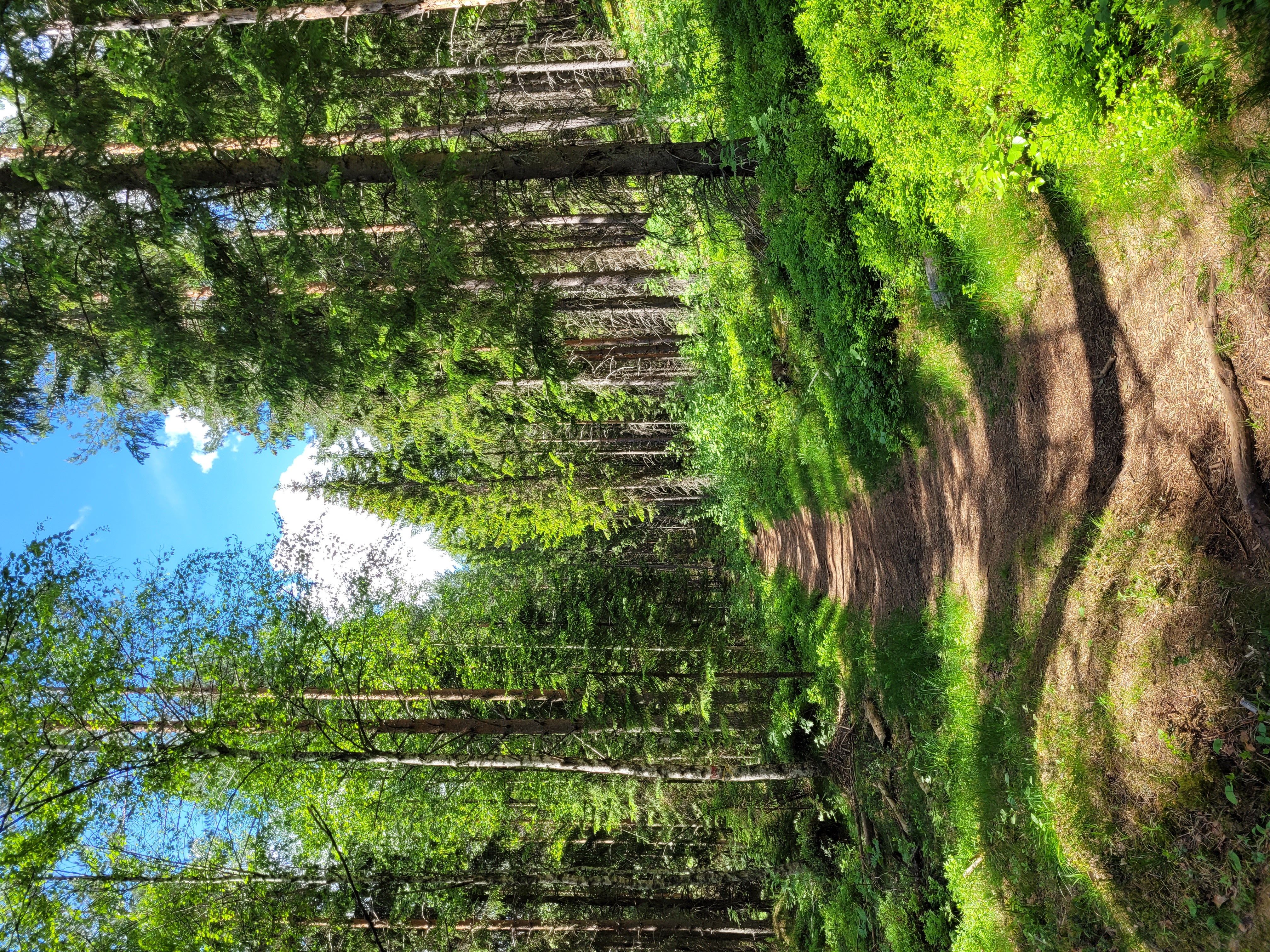 Kummakivi trail on in the forest