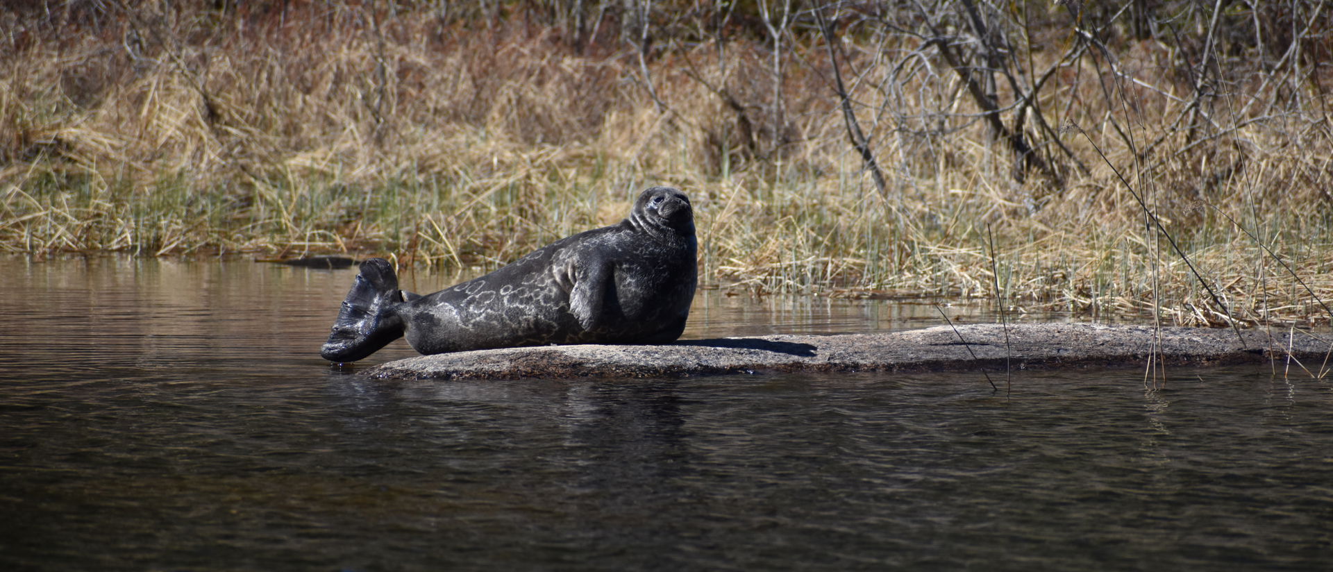 saimaannorppa Riikka Alakoski metsähallitus 2022