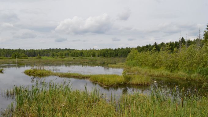 Kuokkalammen lintukosteikko
