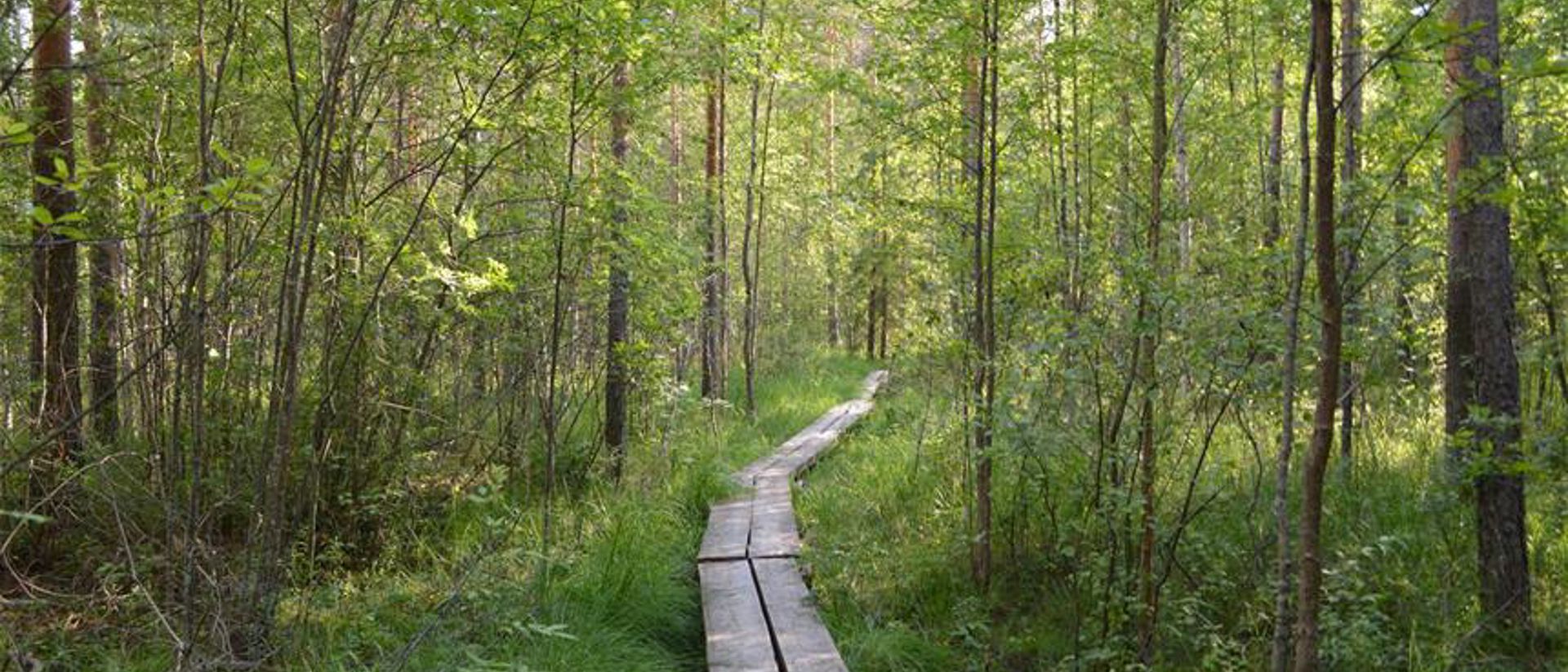 Salosaaren luontopolun pitkospuut