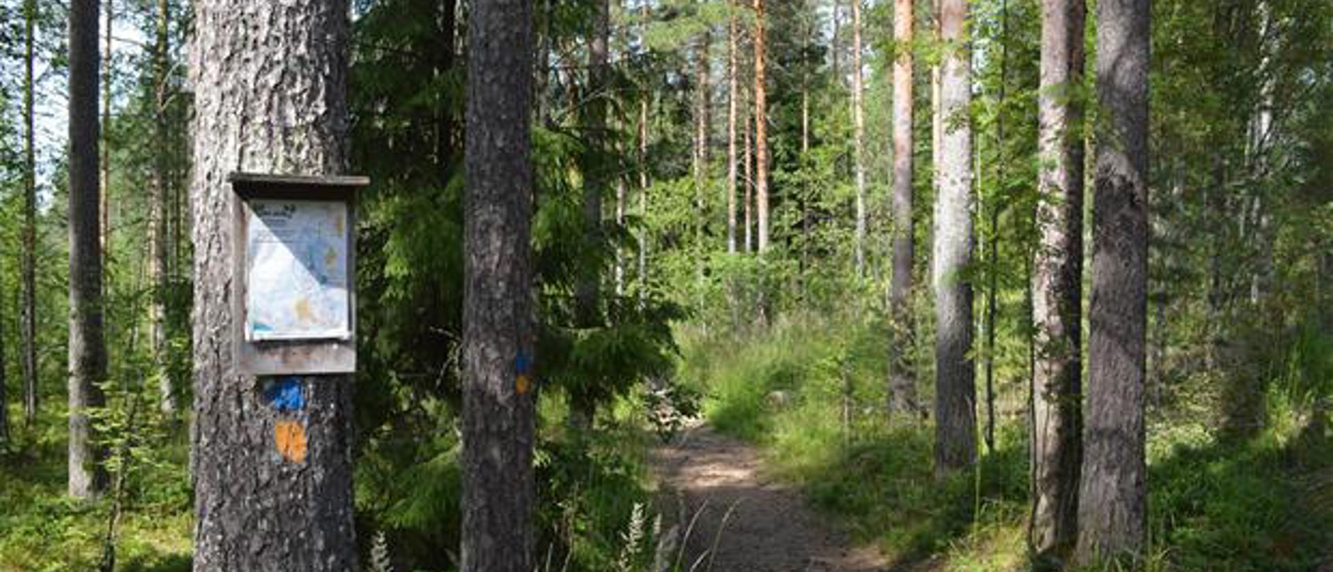 a fitness trail in a forest