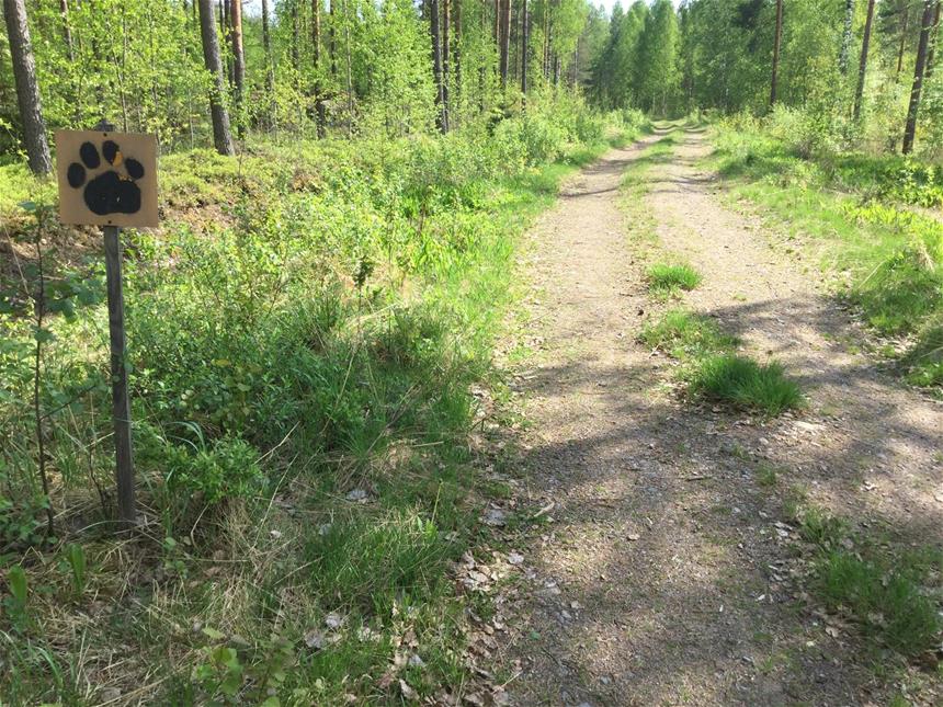 Lohelan leijonapolku