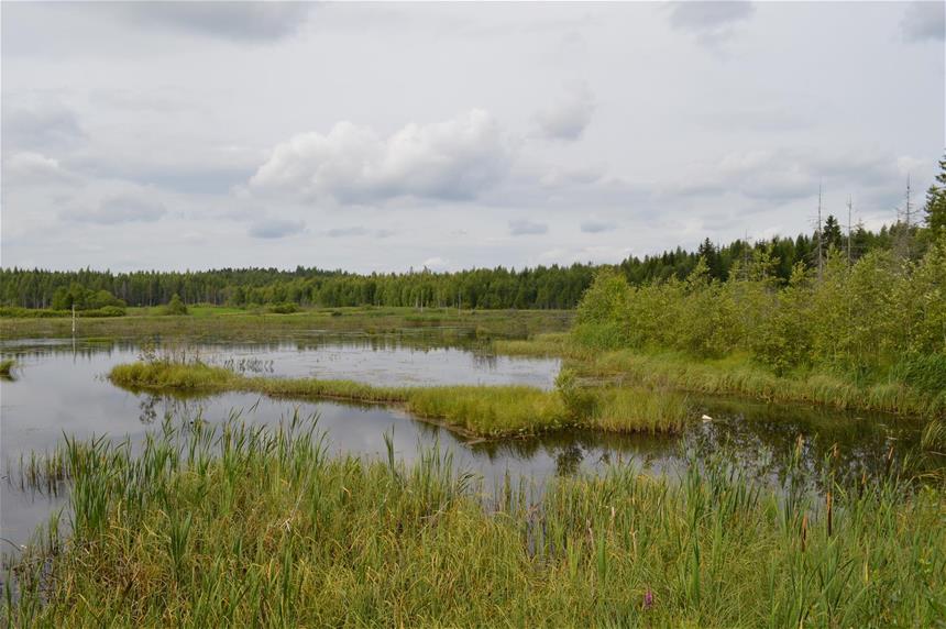 wetland view
