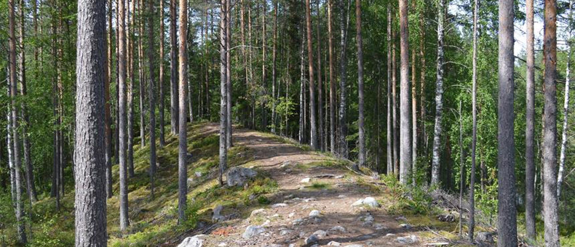 Ollinpolku trail in a forest