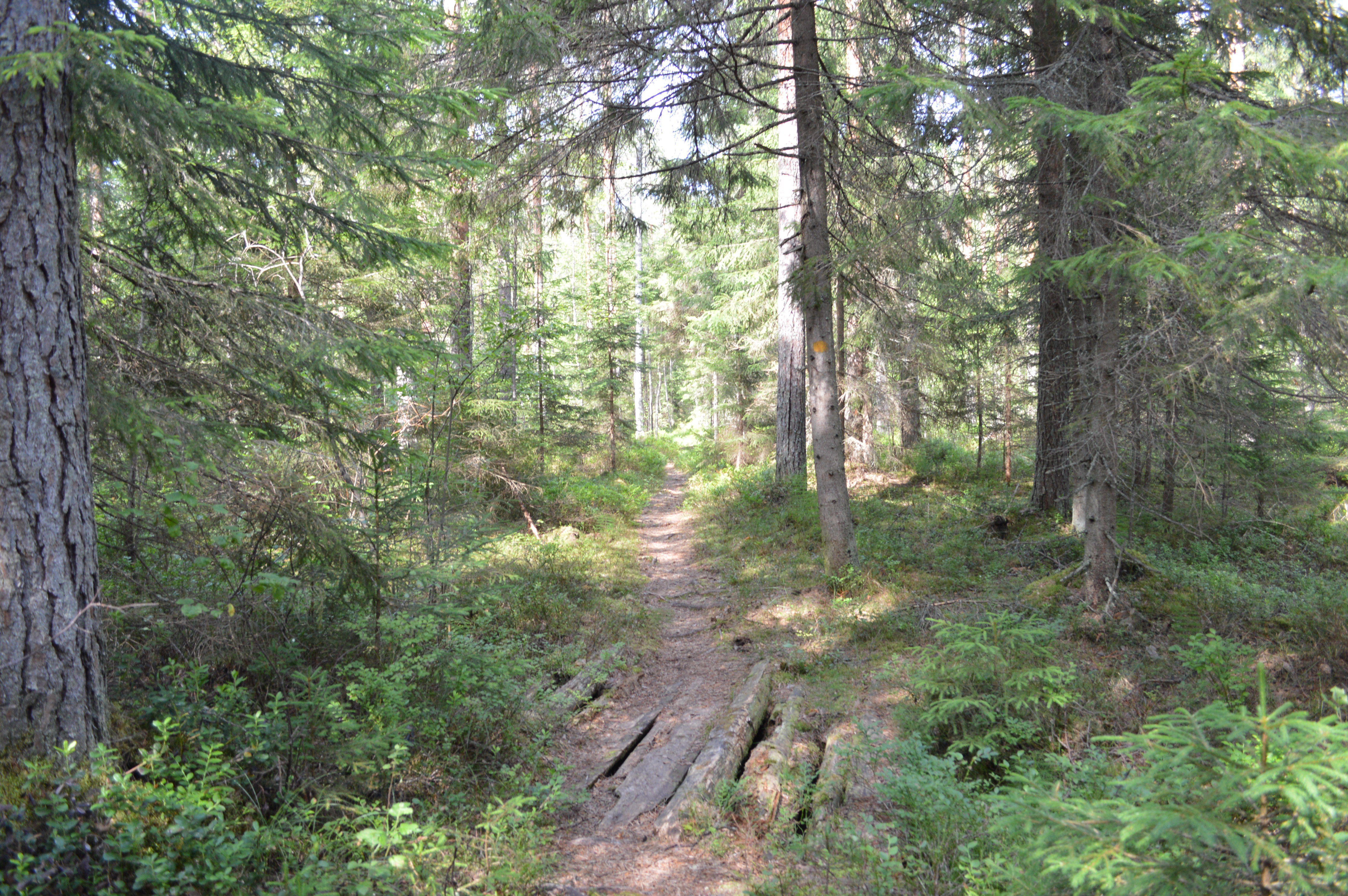 Ollinpolku trail