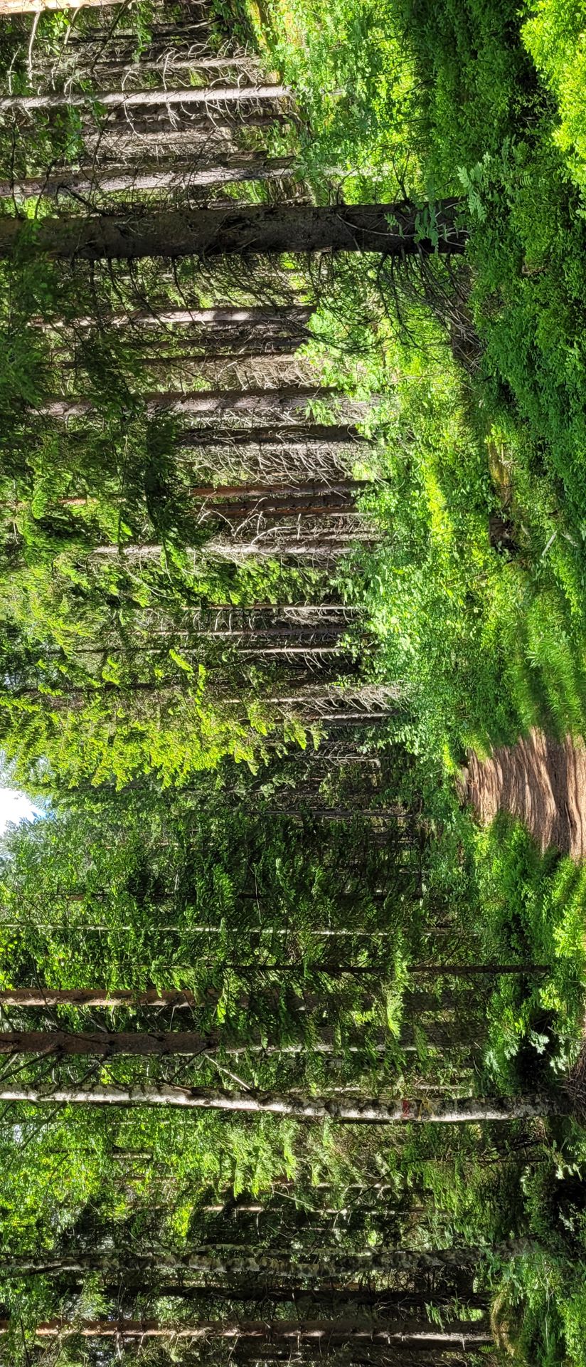 Kummakiven polku metsässä